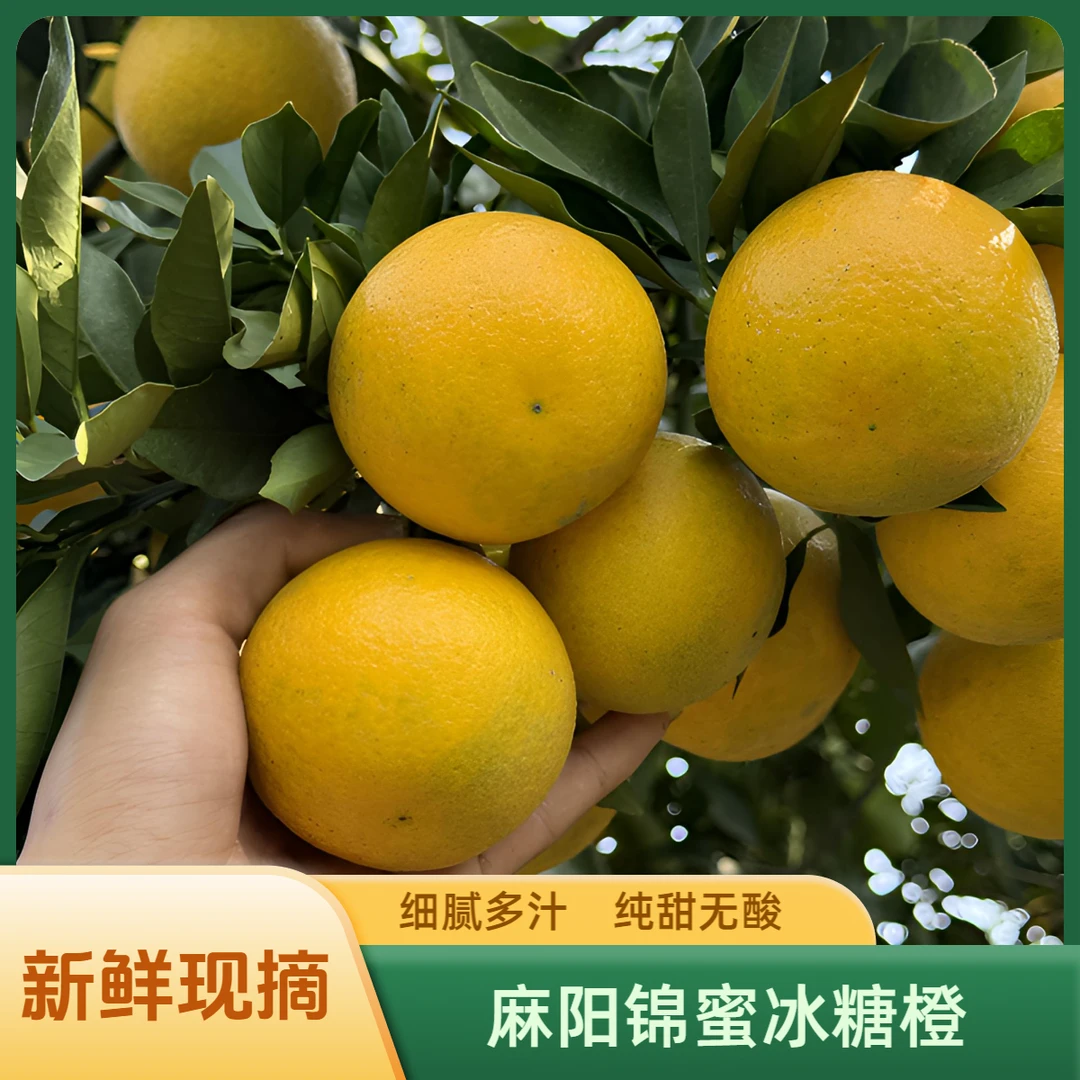 麻阳锦蜜冰糖橙纯甜无酸口感细腻多汁洋芋精选
