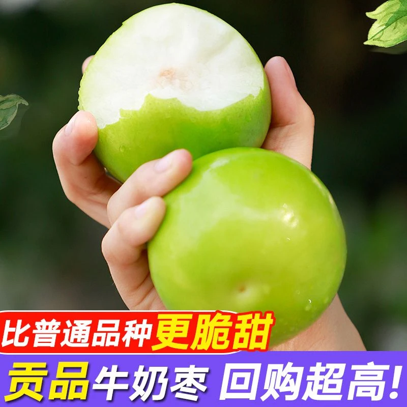【精品】牛奶大青枣新鲜水果当季甜脆枣子蜜枣牛奶枣大枣现摘贡品