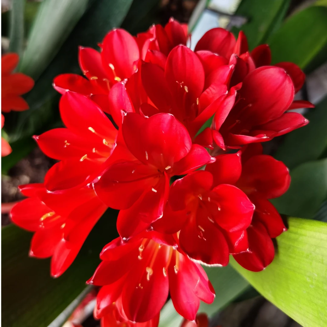 鸡血红花王君子兰3-4叶苗，原盆土发货