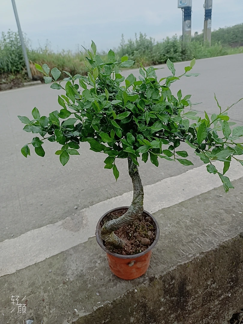 直播间，一拍一付专属链接。私拍随机发货，金弹子，观叶，观果，盆景。