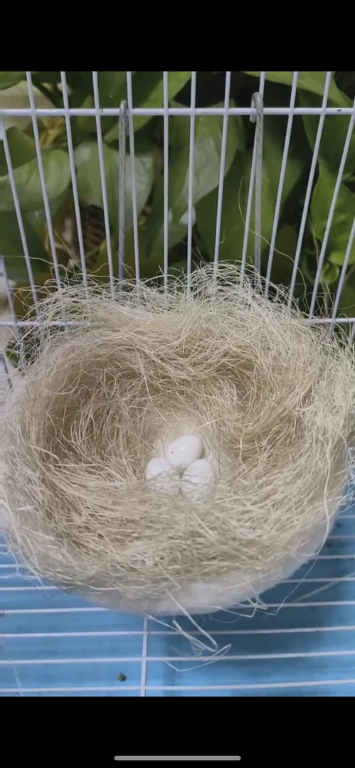 鸟窝麻刀 10袋包邮 繁殖期好用