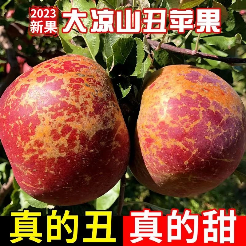 【丑苹果】四川大凉山脆甜丑苹果红富士苹果应季新鲜孕妇水果2-8斤