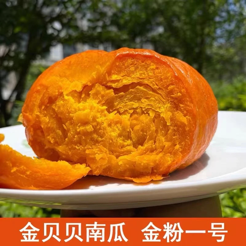 金贝贝小南瓜现摘3斤装老熟惠金粉一号面甜金贝贝辅食瓜新鲜
