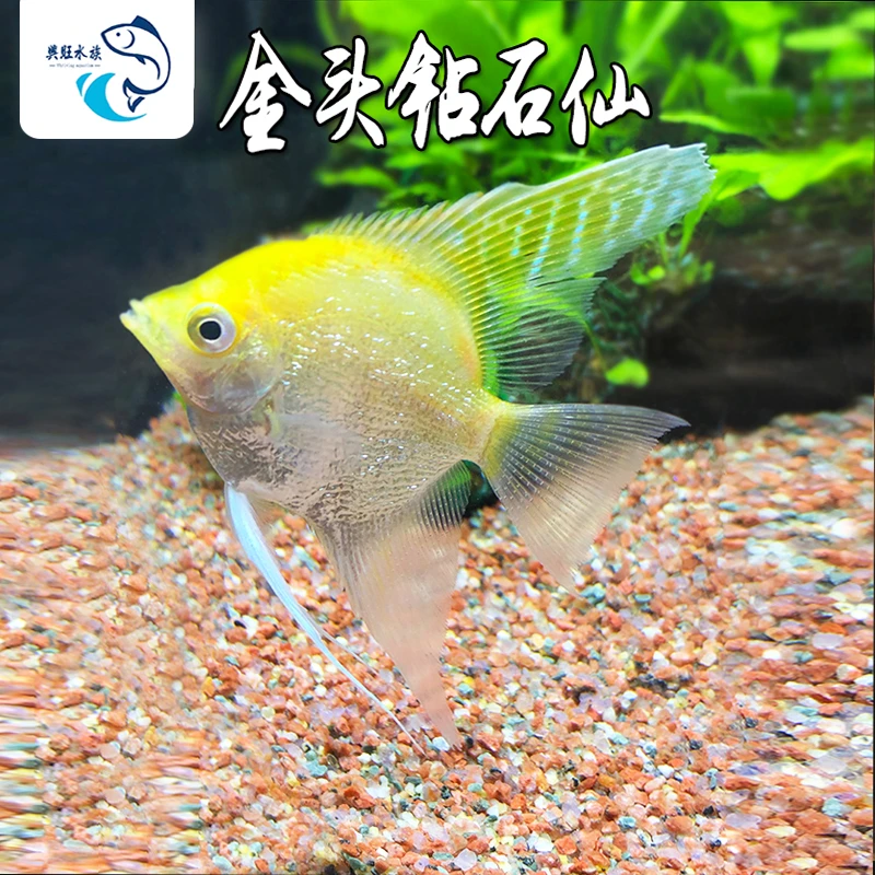 金头钻石仙神仙鱼水族鱼缸热带鱼淡水新手观赏鱼金仙白神仙银玛丽