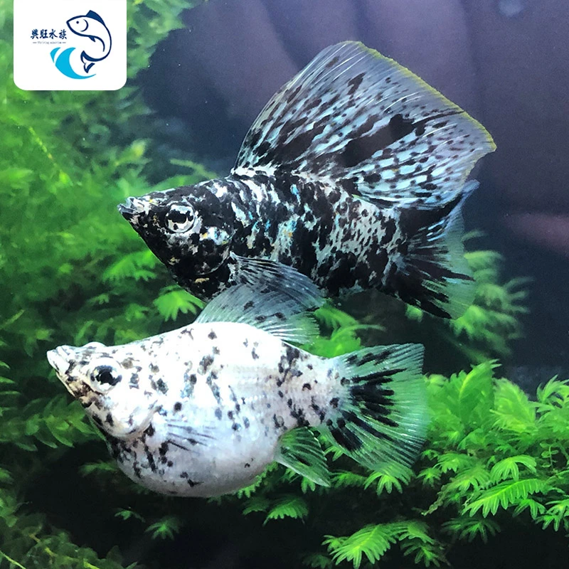 斑点球玛丽鱼水族鱼缸观赏鱼热带鱼淡水新手鱼金玛丽胎生鱼斑马鱼