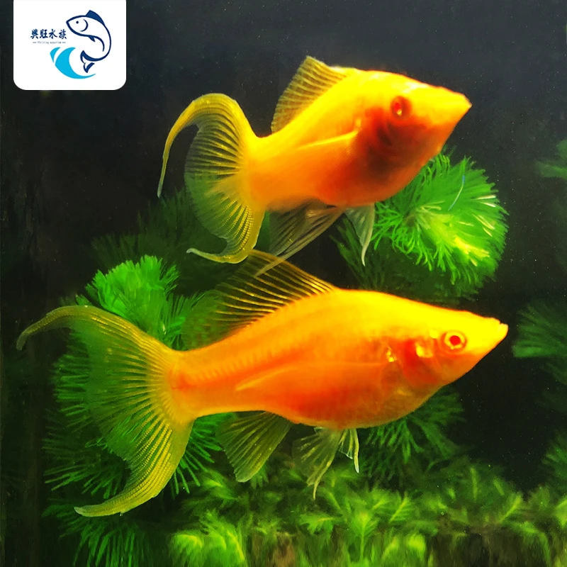 金玛丽燕尾胎生鱼水族鱼缸观赏鱼热带鱼玛丽鱼淡水新手鱼斑马鱼
