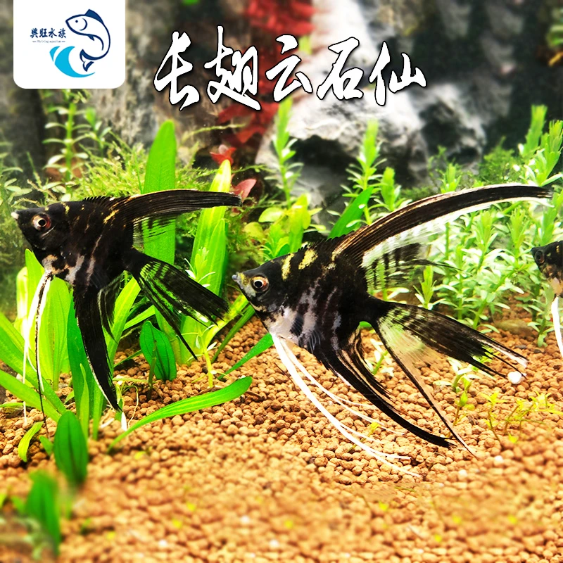 长翅云石仙神仙鱼水族鱼缸观赏鱼热带鱼淡水燕鱼埃及仙黄斑马鱼