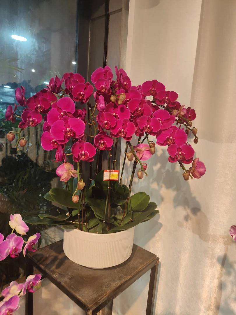 蝴蝶兰-大辣椒大花真花活花带花室桌面绿植带花