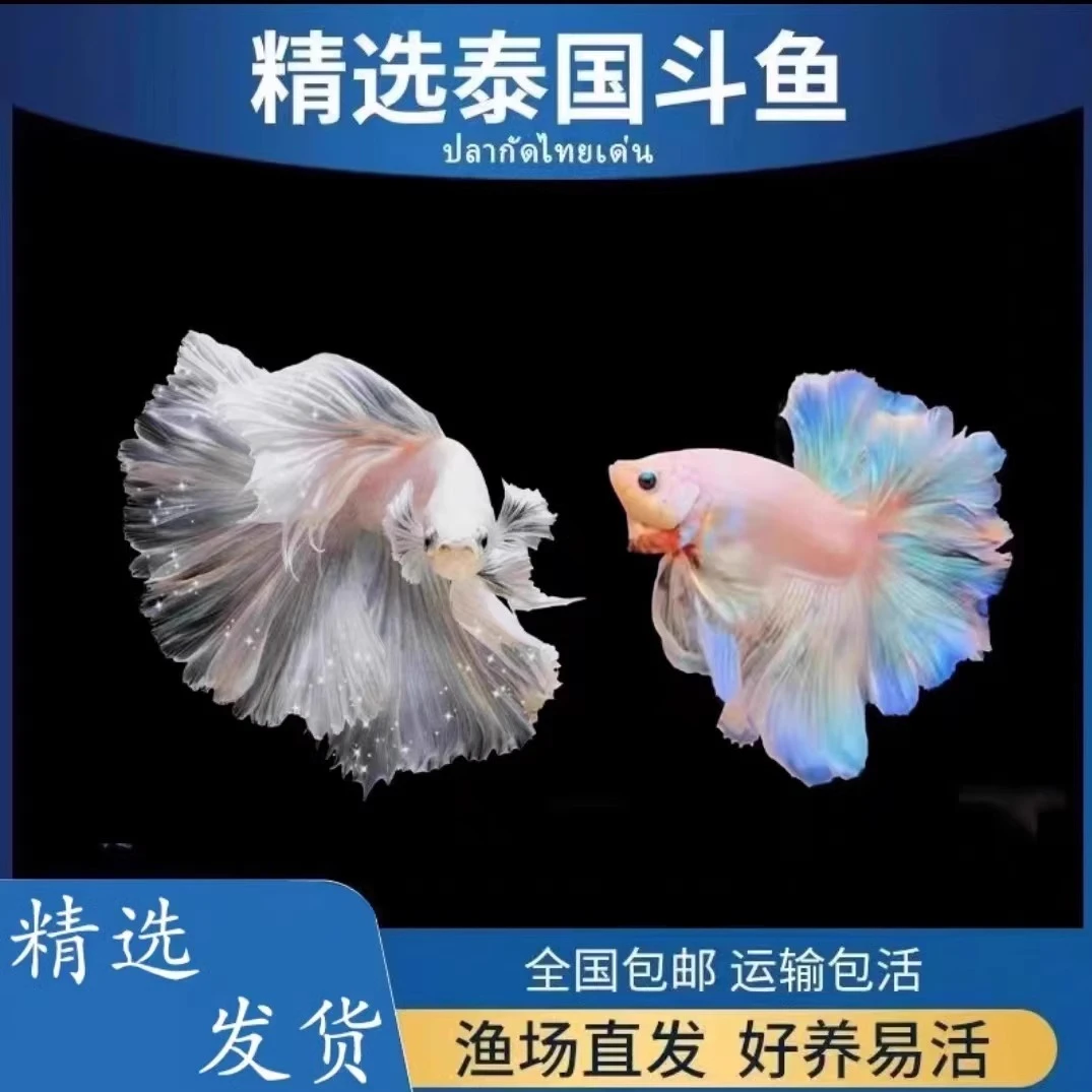 泰国斗鱼很美丽好看