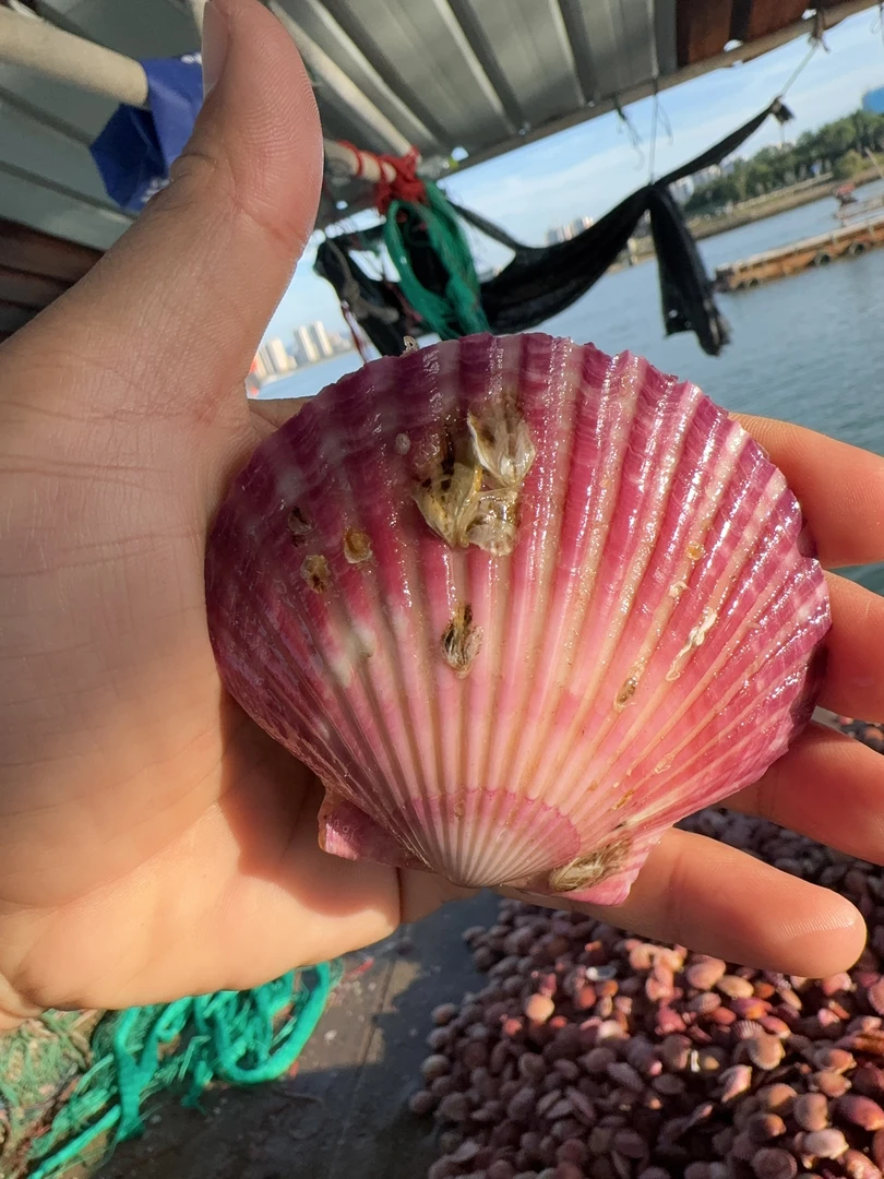 A5斤发7公分以上鲜活发货 送2包料