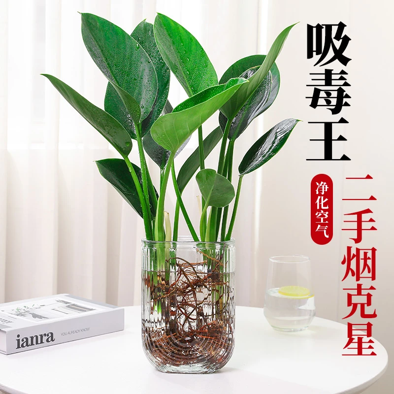 水培金钻绿公主桌面盆栽植物净化空气好养活办公室懒人水养植物