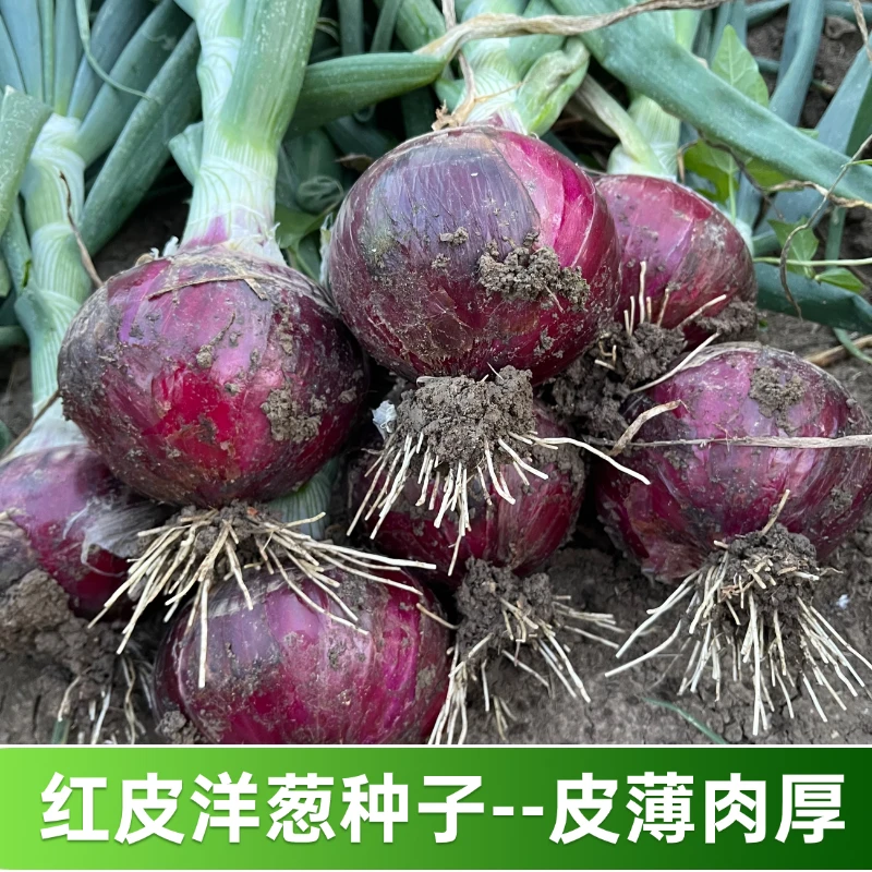 【全店满5包包邮】红皮洋葱种子秋季盆栽葱种圆葱扁圆紫色蔬菜种子
