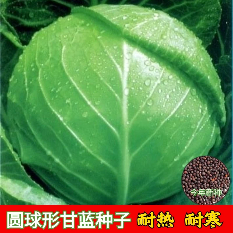 【全店满5包包邮】甘蓝种子包菜卷心菜种子薄皮包芯蔬菜籽种植简单