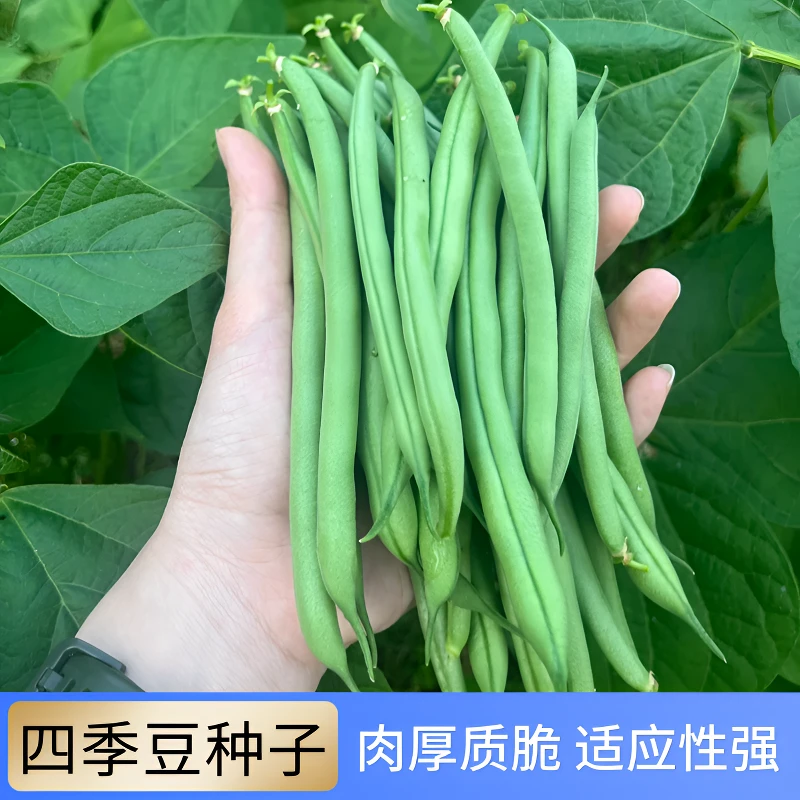 四季豆种子芸豆刀豆家庭种植蔬菜种籽阳台庭院无架四季豆新种子