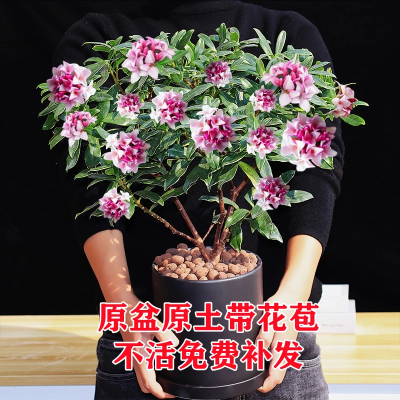 金边瑞香盆栽老桩耐寒植物浓香型大苗带花苞室内观花净化空气花卉