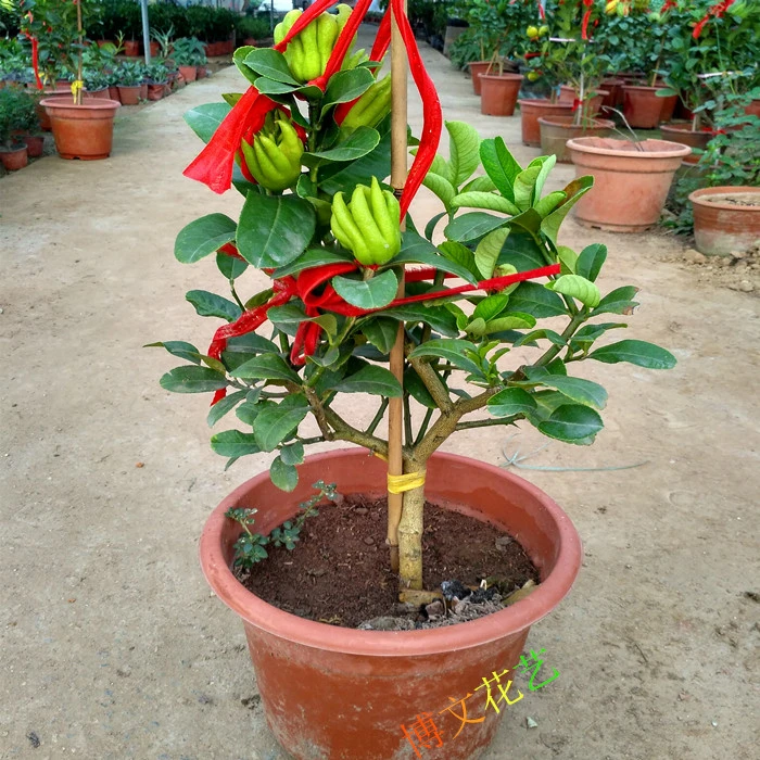 佛手苗盆栽 佛手橘带大果发室内观果植物盆栽植物佛手苗挂果春秋