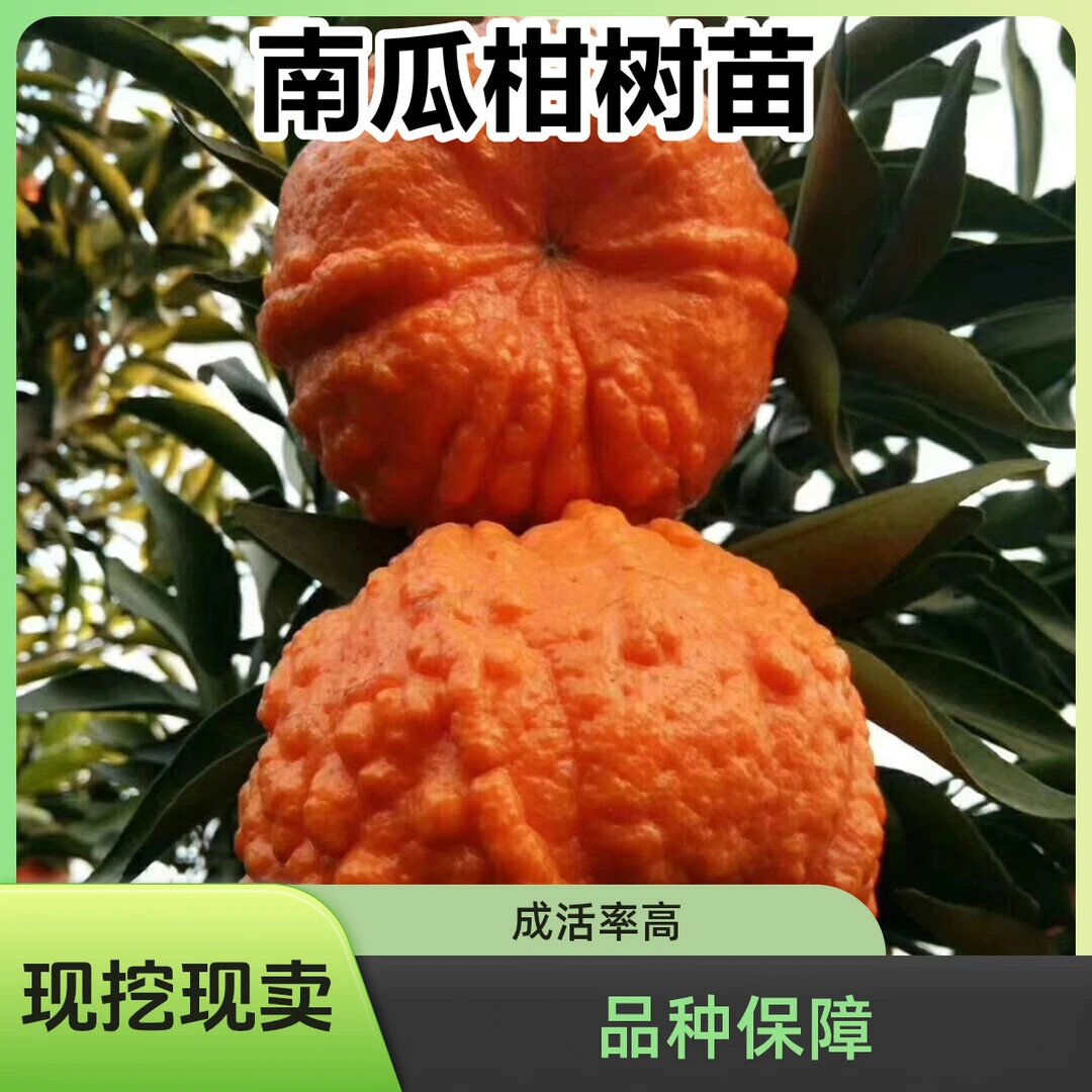 新品嫁接南瓜桔树苗盆栽结果苗橘子苗丑橘苗春见砂糖橘子蜜桔苗