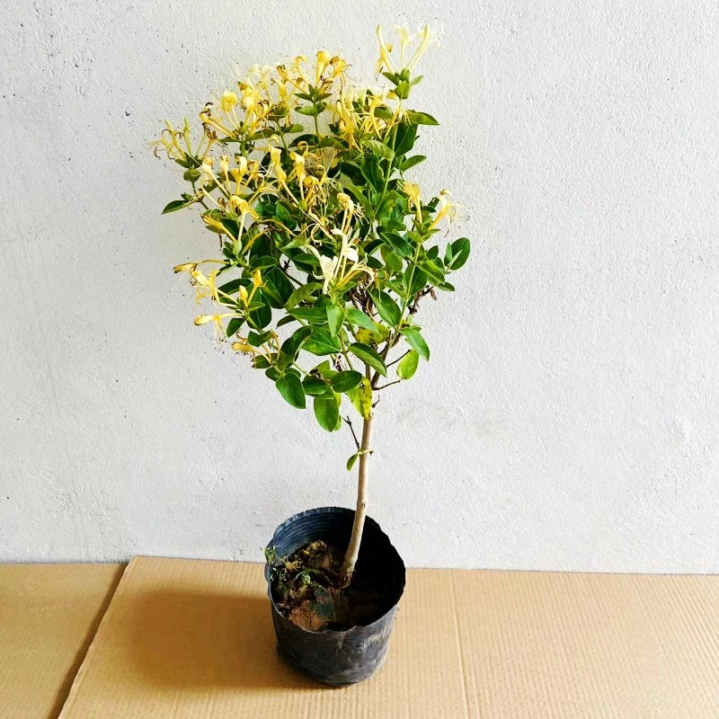 金银花树苗爬藤植物白红黄金银花苗 老桩庭院盆栽花卉红色种植