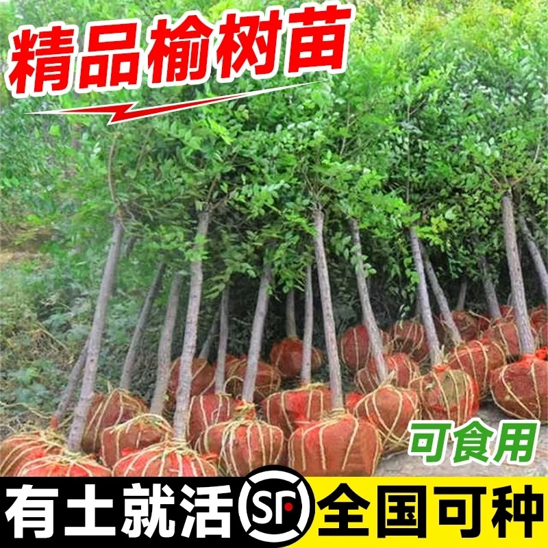 榆钱树苗可食用小叶榆树绿化大树苗榔榆树地栽行道庭院风景树盆景