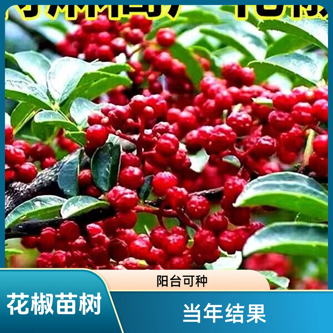 花椒苗树大红袍藤椒盆栽地栽食用阳台四川当年结果无刺青花椒树苗