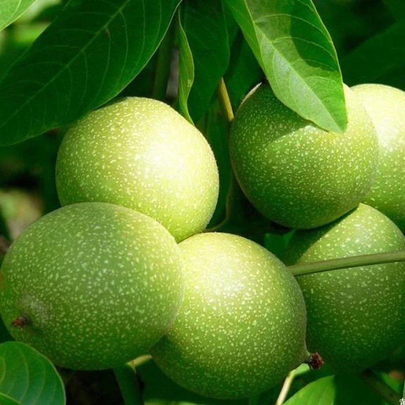 核桃苗8518嫁接苗特大薄皮核桃树苗南北方四季种植果树苗当年结果