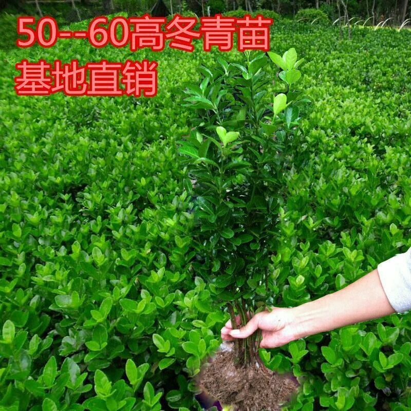 四季常青冬青苗室外树苗木万年青庭院法国冬青苗绿化苗围墙绿篱