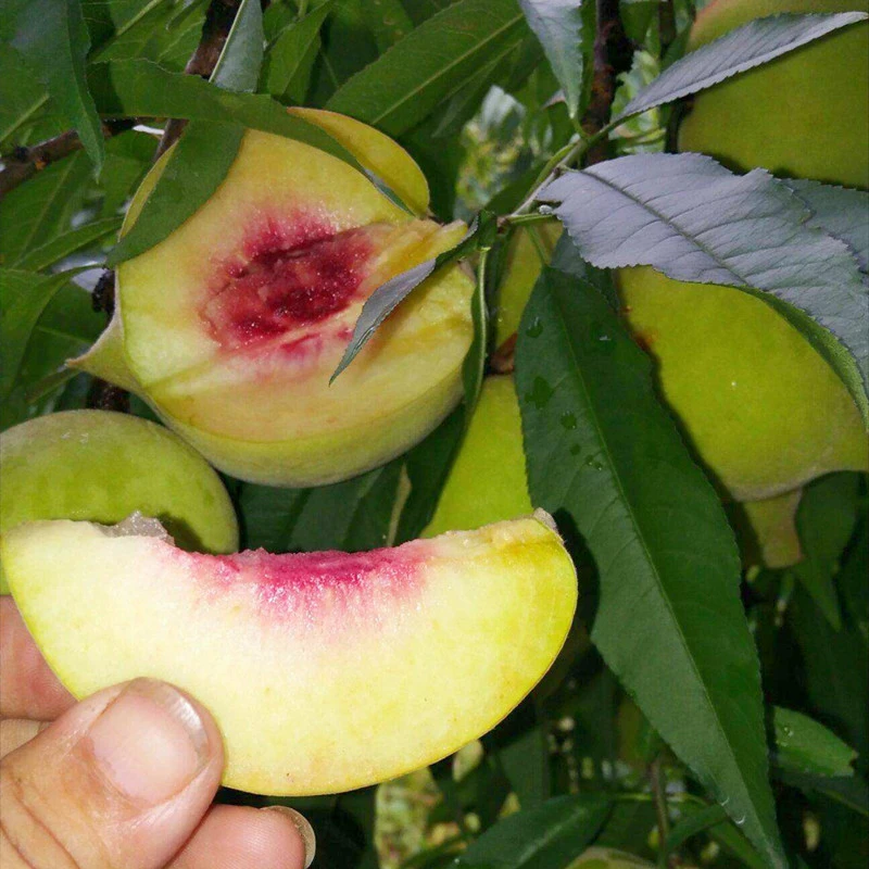 早熟鹰嘴桃树果苗桃树活苗盆栽脆甜鹰嘴桃大树嫁接苗庭院果树果苗