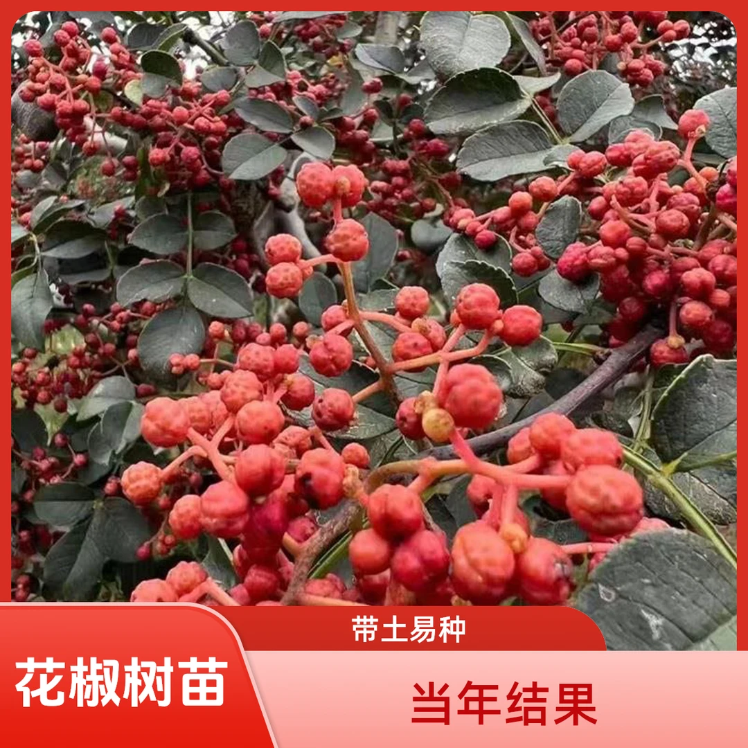 花椒树苗大红袍花椒苗树四川麻椒盆栽地栽带土花椒树大苗当年结果