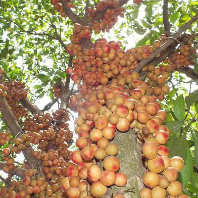 正宗四季嘉宝果树苗树葡萄苗木奶果苗黑加仑苗四季早生南北方种植