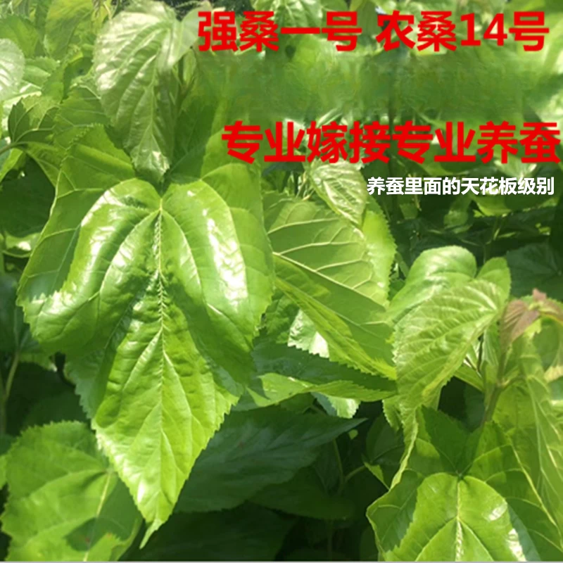 桑树苗强桑1号南方北方种植大叶桑树嫁接苗蚕宝宝养蚕高产桑苗