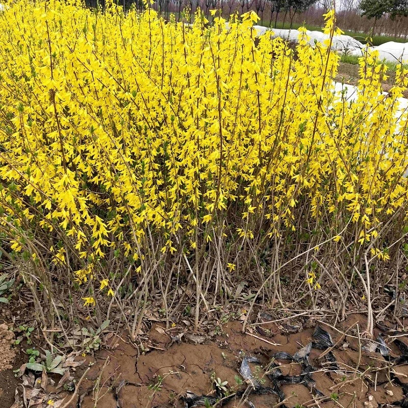 连翘苗金钟罩花黄老虎树苗 园林绿化苗攀缘花卉连翘花苗庭苑春天