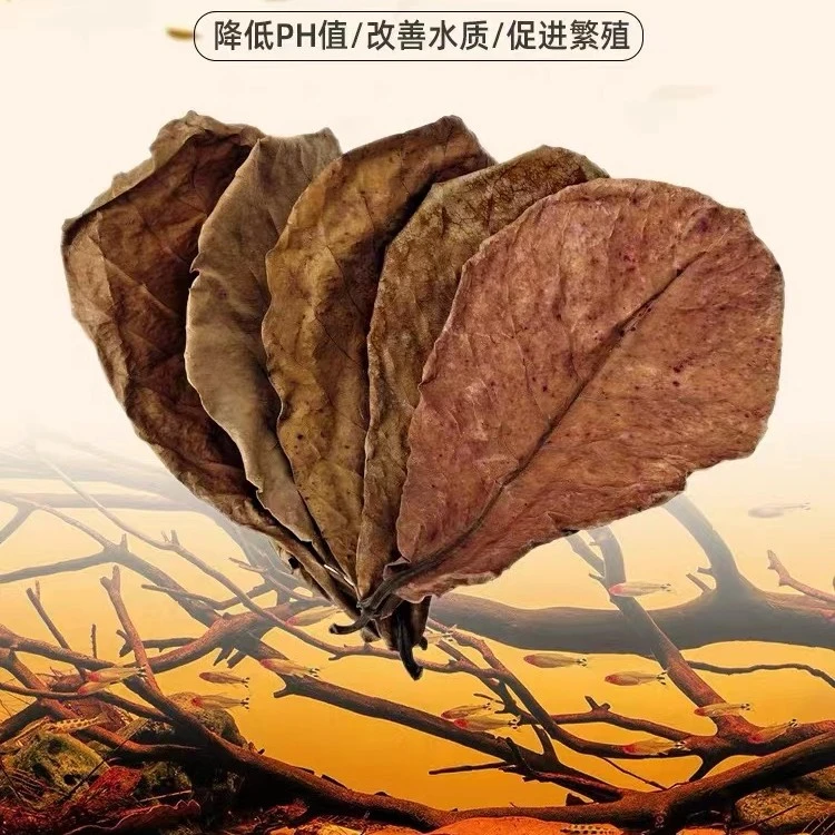 榄仁叶 调节改善水质 降酸PH值 水族热带斗鱼