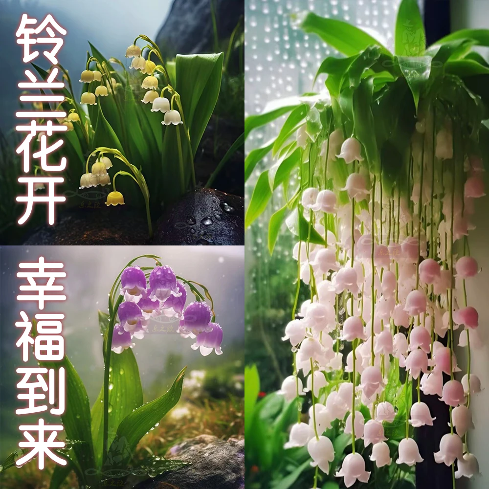 浓香型花卉铃兰花种球带芽绿植阳台室内花卉耐寒当年开花四季种植