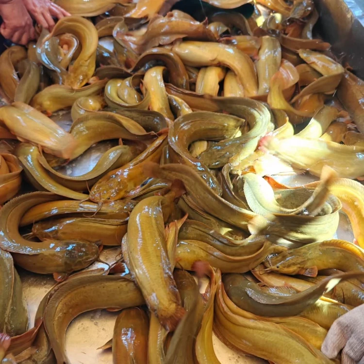 皇妃4·0塘角鱼淡水耐活水族活体本地塘鲺发货养殖塘金鱼观赏鱼