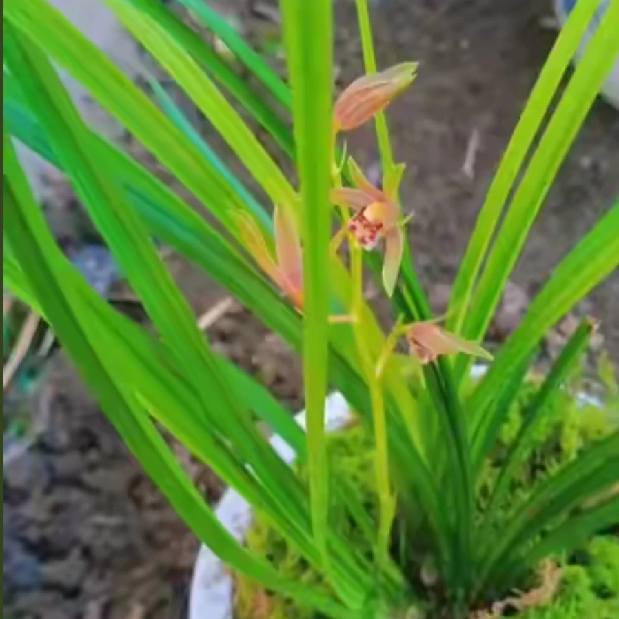 绿植花卉盆景土特产