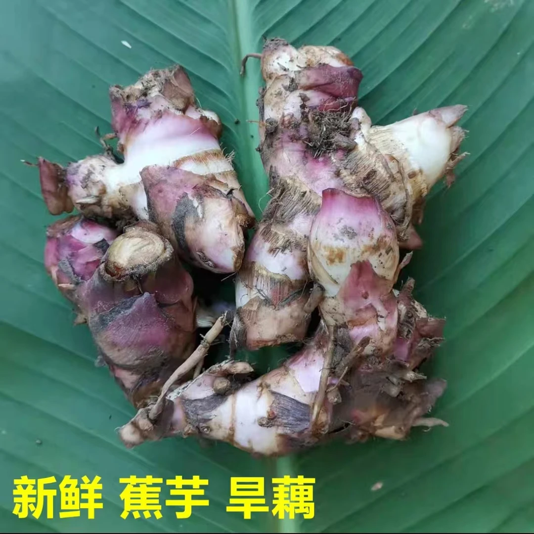 农家蕉芋头芭蕉芋头粗粮块茎旱藕番鬼芋木芋白金芋姜藕现挖状元芋