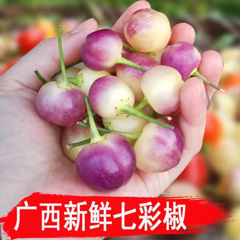 广西新鲜现摘七彩椒五彩椒灯笼椒辣椒野山椒朝天椒小米辣五色泡椒