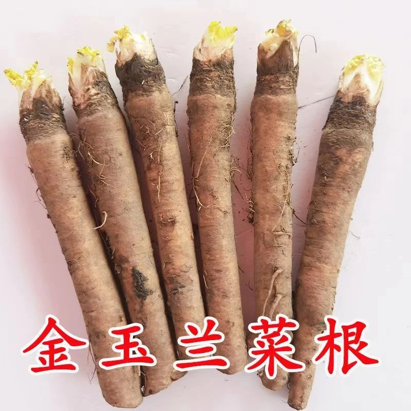 金玉兰菜根自种芽球菊苣野菜西餐食材摆盘沙拉批发冬季金玉兰菜根