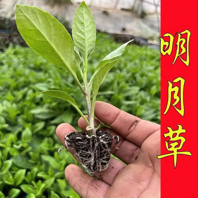 食用明月草白凤菜白背菜三七苗金鸡毛草秧籽种四季阳台庭院种植苗