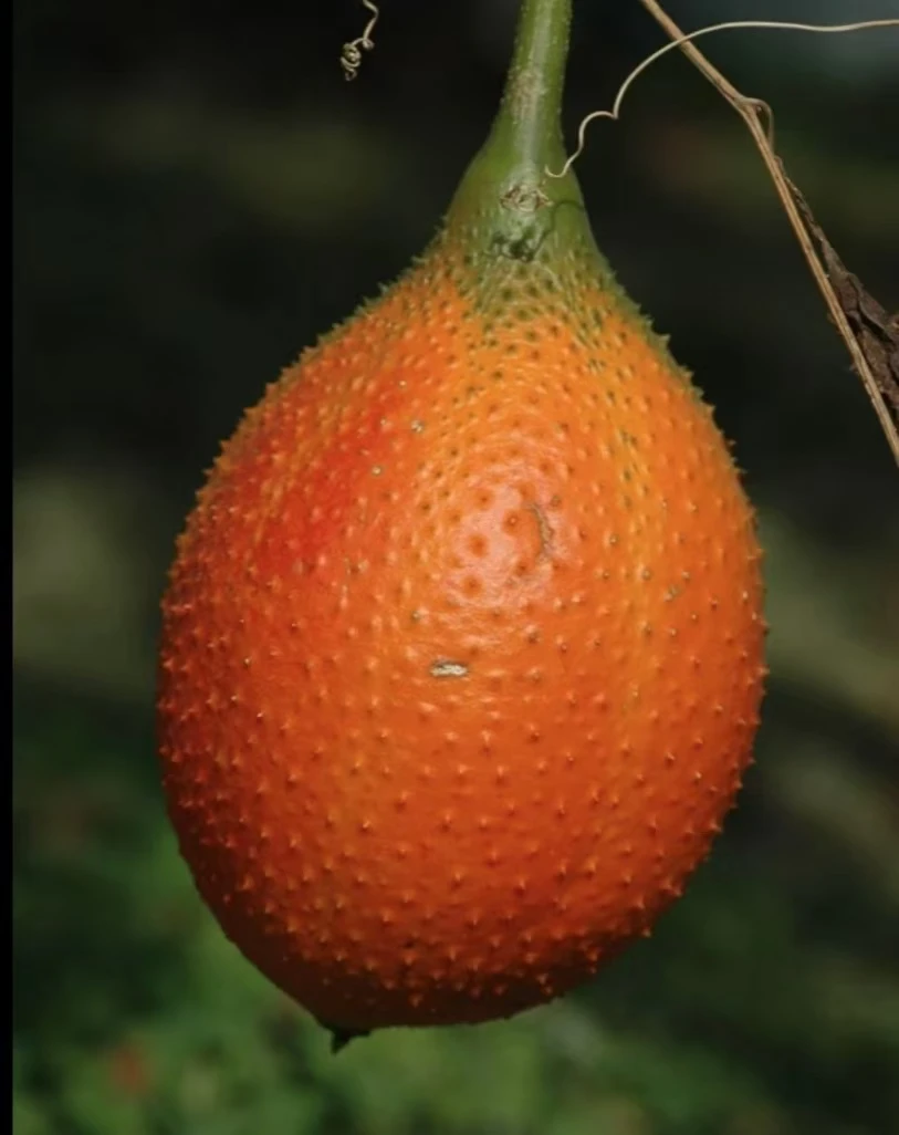 木鳖子木鳖果木鳖瓜新鲜水果木表瓜老鼠拉冬瓜葫芦漏苓子番茄圣果