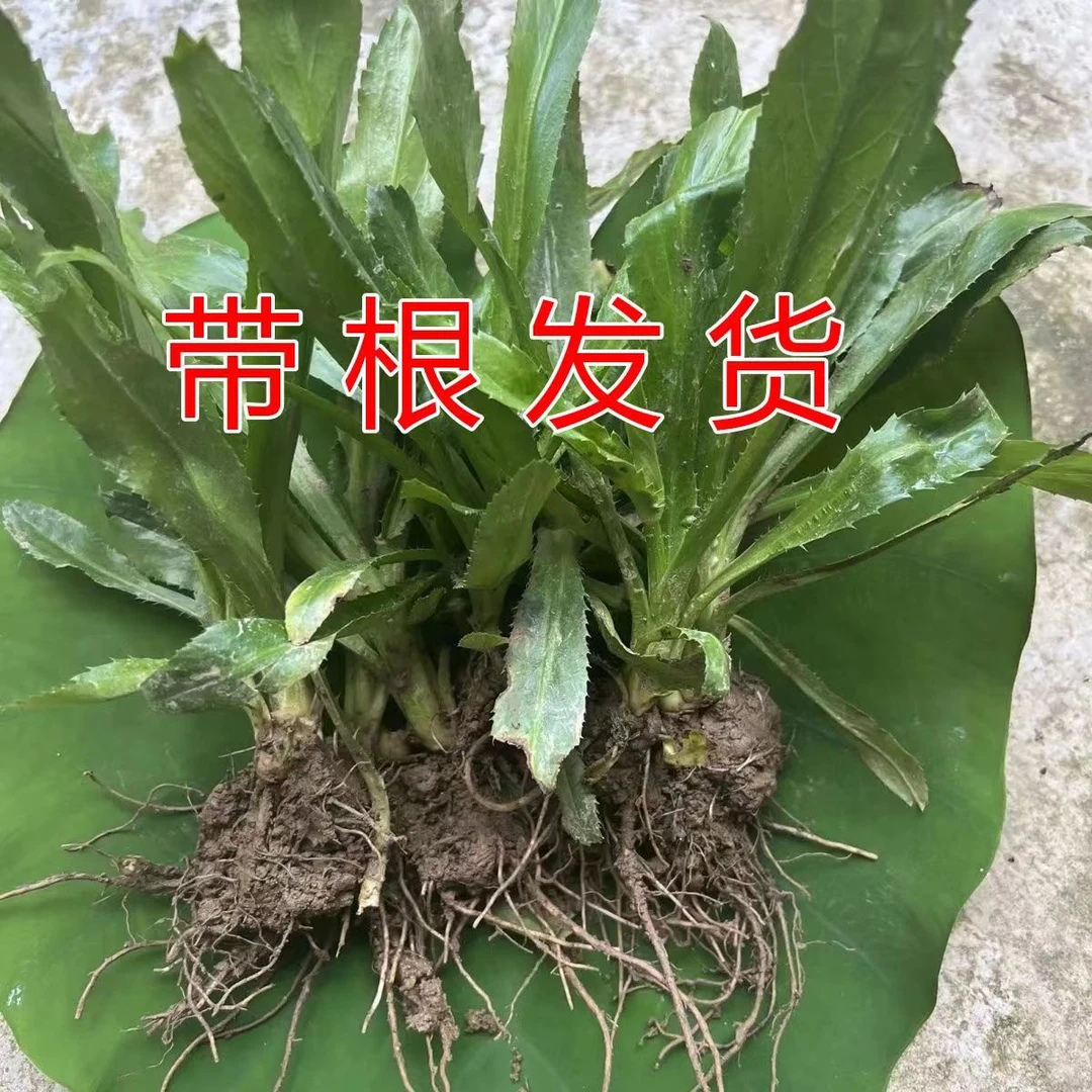 带根带泥大香菜苗云南泰国大芫荽越南老缅芫荽刺芫荽野香菜根盆栽