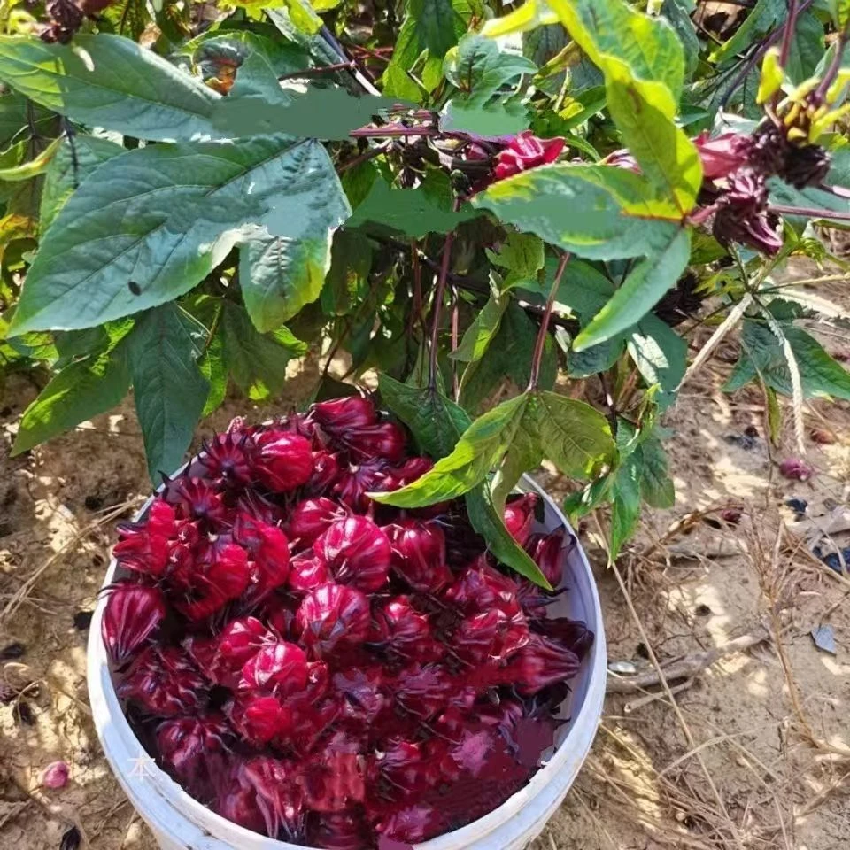 2025新鲜洛神花玉林红桃K洛神花茶玫瑰茄鲜花洛神花泡酒泡茶新货