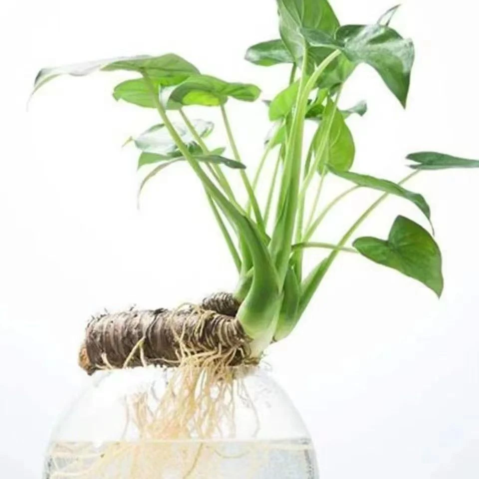 广西滴水观音绿植盆栽大霸王芋室内盆景老桩庭院大型绿植水培土培