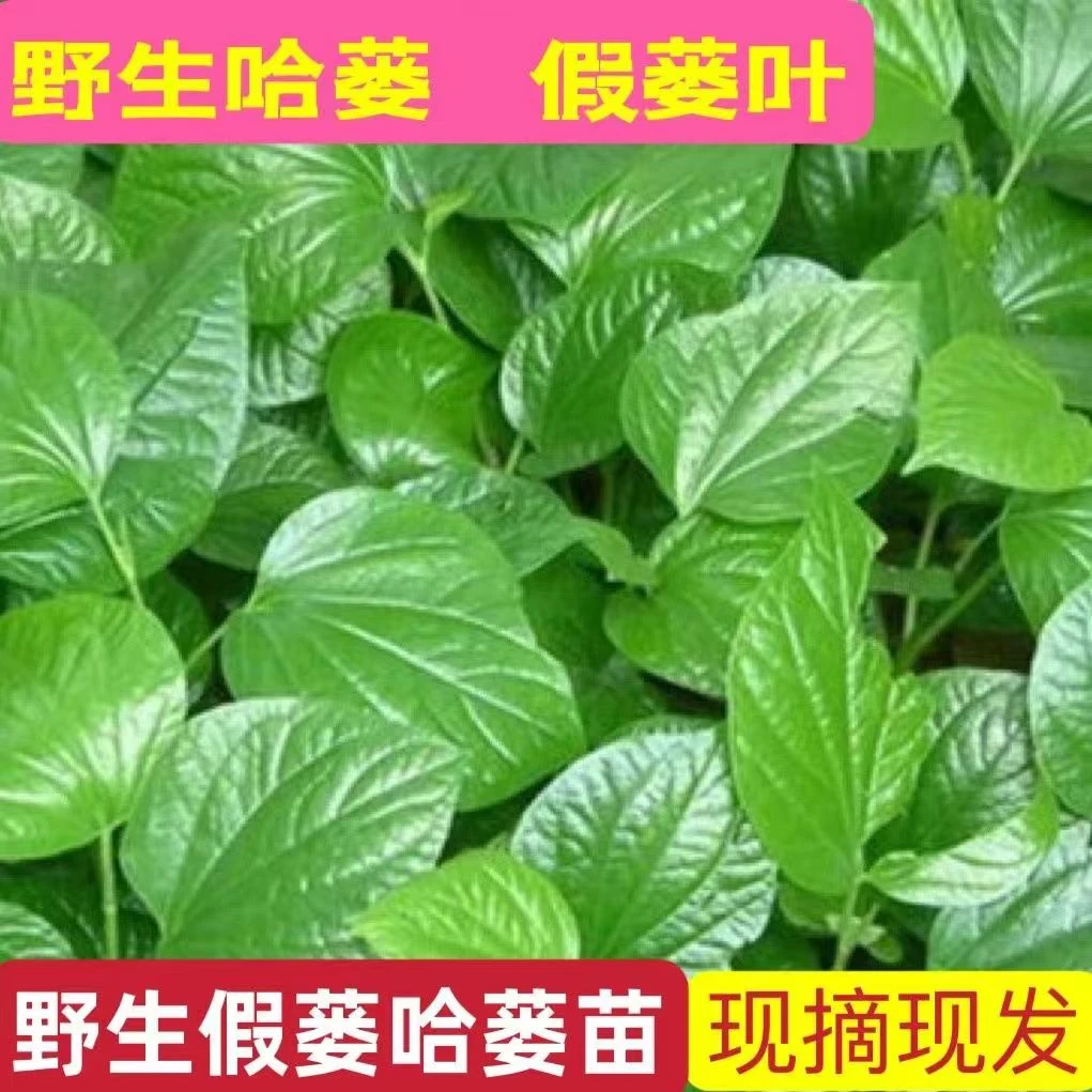 广西新鲜野生假蒌叶蛤蒌叶青蒌叶假蒟叶蛤蒟荜拨子马蹄蒌臭蒌山蒌
