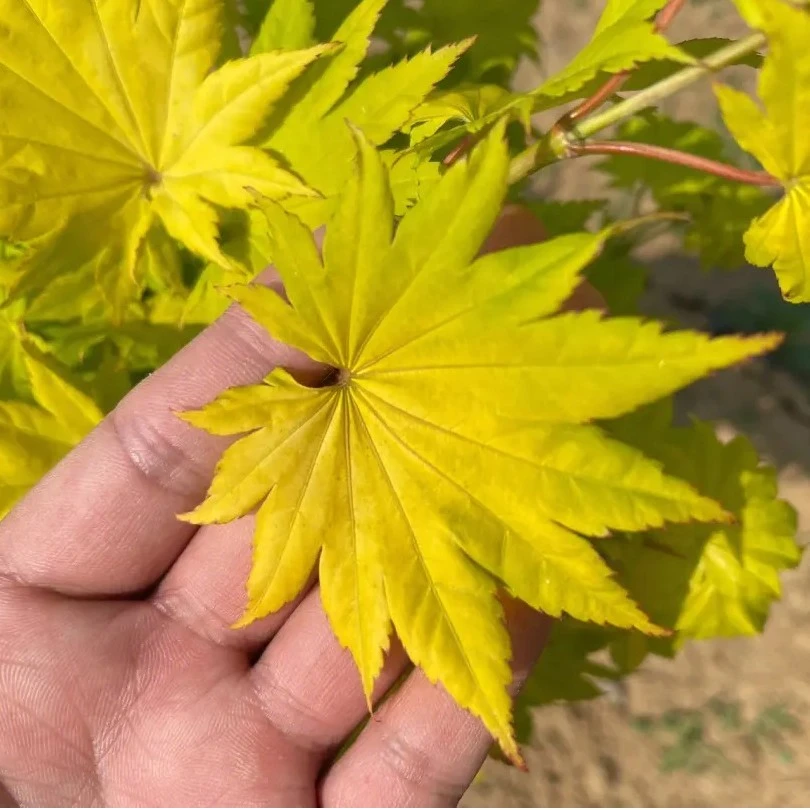 红枫树苗金隐日本进口三季红庭院花园美化植物盆栽绿植小苗