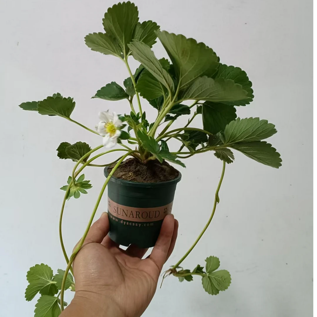 黑珍珠/奶油/红颜/香野草莓苗带花带果现挖带盆发货