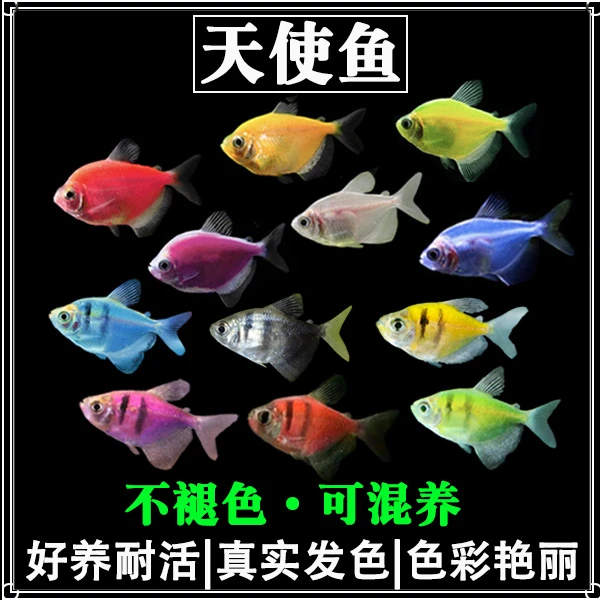 七彩鱼柠檬青苹果天使鱼柠檬绿老虎天使蓝天使小型热带中小型包邮
