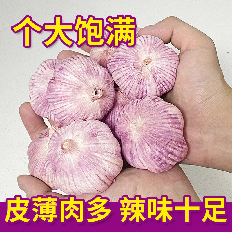 【2024新干蒜】农家自种新干蒜大蒜头新鲜自种自然晾晒紫皮白皮蒜包