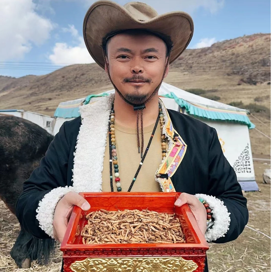 【老贺粉丝专享】高品质冬虫夏草纯肉节断草 足干新草滋补养生虫草