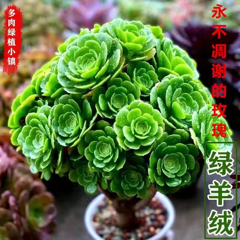 多肉植物法师系列绿羊蓉多头老桩盆栽花卉大型绿色花朵露天好养